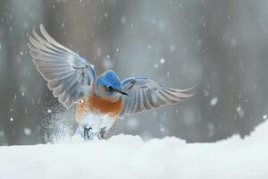 Avian Playful Eastern bluebird playing in the snow flapping wings energetically photo