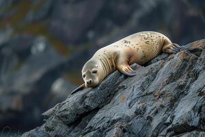 Curious Bearded seal lounging on rocky Arctic shore with nature background curiously observing its surroundings under the  Arctic twilight photo