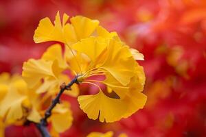 Nature of cluster of yellow ginkgo leaves against  of red maple leaves in an autumn park photo