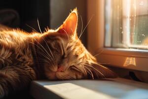 Relaxed Background An orange tabby cat sprawled lazily in sunbeam streaming through window eyes half closed in contentment photo