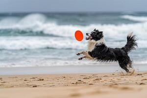 Playful Background Border Collie catching frisbee midair on sandy beach with waves crashing in the background photo