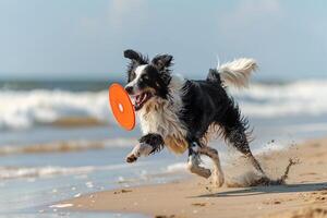 Playful Background Border Collie catching frisbee midair on sandy beach with waves crashing in the background photo