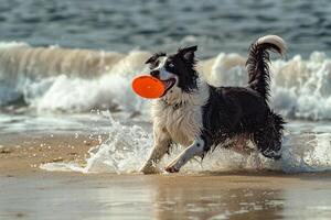 Playful Background Border Collie catching frisbee midair on sandy beach with waves crashing in the background photo