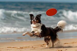 Playful Background Border Collie catching frisbee midair on sandy beach with waves crashing in the background photo