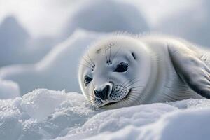 Vulnerable nature of harp seal pup resting on an ice floe with its white fur blending into the snowy  background photo