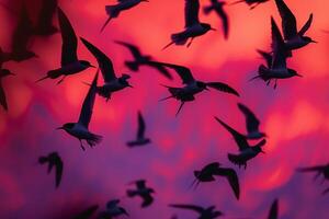 Arctic terns silhouetted against the vivid hues of polar twilight sky during their migration background photo