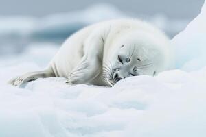 Vulnerable nature of harp seal pup resting on an ice floe with its white fur blending into the snowy  background photo