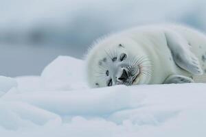 Vulnerable nature of harp seal pup resting on an ice floe with its white fur blending into the snowy  background photo