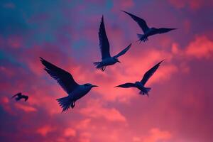 Arctic terns silhouetted against the vivid hues of polar twilight sky during their migration background photo