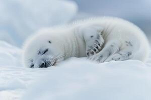Vulnerable nature of harp seal pup resting on an ice floe with its white fur blending into the snowy  background photo