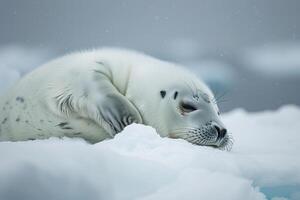 Vulnerable Nature of harp seal pup resting on an ice floe with its white fur blending into the snowy  background photo