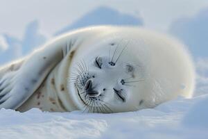 Vulnerable Nature of harp seal pup resting on an ice floe with its white fur blending into the snowy  background photo
