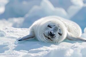 Vulnerable Nature of harp seal pup resting on an ice floe with its white fur blending into the snowy  background photo