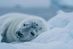 Vulnerable Nature of harp seal pup resting on an ice floe with its white fur blending into the snowy  background photo