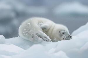 Vulnerable Nature of harp seal pup resting on an ice floe with its white fur blending into the snowy  background photo