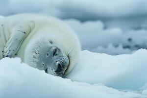 Vulnerable Nature of harp seal pup resting on an ice floe with its white fur blending into the snowy  background photo