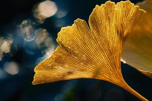 Nature of Delicate Ginkgo Leaf with Sunlight Filtering Through It Background photo