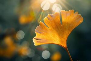 Nature of Delicate Ginkgo Leaf with Sunlight Filtering Through It Background photo