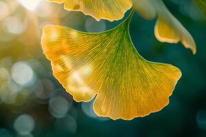 Nature of Delicate Ginkgo Leaf with Sunlight Filtering Through It Background photo