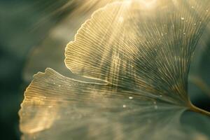 Nature of Delicate Ginkgo Leaf with Sunlight Filtering Through It Background photo
