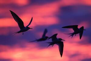 Arctic Terns Silhouetted Against the Vivid Hues of Polar Twilight Sky During Their Migration Background photo