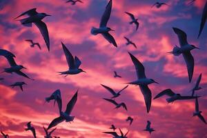 Arctic Terns Silhouetted Against the Vivid Hues of Polar Twilight Sky During Their Migration Background photo