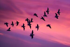 Arctic Terns Silhouetted Against the Vivid Hues of Polar Twilight Sky During Their Migration Background photo