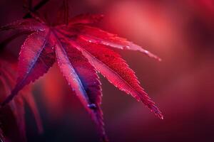 Nature of Vibrant Red Japanese Maple Leaf Against red Background Background photo