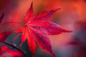 Nature of Vibrant Red Japanese Maple Leaf Against red Background Background photo