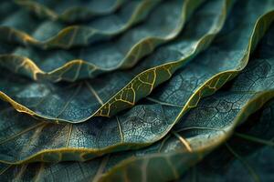 Nature of Intricate Leaf Patterns on Fig Tree Background photo