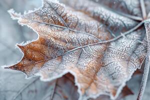 Nature of Intricate Frost Patterns on Maple Leaf Background photo