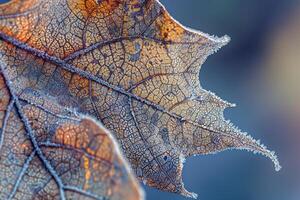 Nature of Intricate Frost Patterns on Maple Leaf Background photo