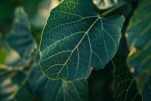 Nature of Intricate Leaf Patterns on Fig Tree Background photo
