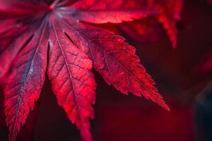 Nature of Vibrant Red Japanese Maple Leaf Against red Background Background photo