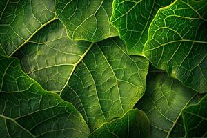 Nature of Intricate Leaf Patterns on Fig Tree Background photo