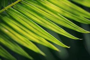 Nature of the Intricate Patterns on Palm Leaf Background photo