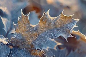 Nature of Intricate Patterns on FrostCovered Holly Leaf Background photo