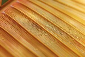 Nature of the Intricate Patterns on Palm Leaf Background photo