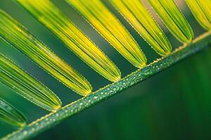 Nature of the Intricate Patterns on Palm Leaf Background photo