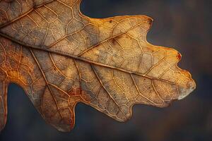 Nature of Single Oak Leaf Highlighting Its Intricate Vein Pattern Background photo
