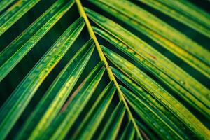 Nature of the Intricate Patterns on Palm Leaf Background photo