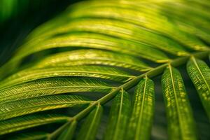 Nature of the Intricate Patterns on Palm Leaf Background photo