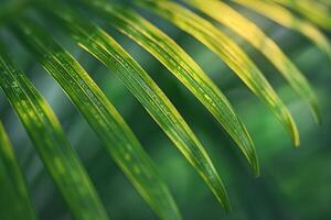 Nature of the Intricate Patterns on Palm Leaf Background photo