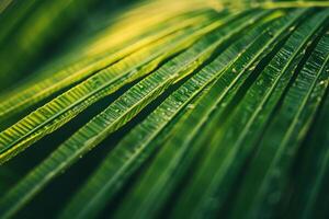 Nature of the Intricate Patterns on Palm Leaf Background photo
