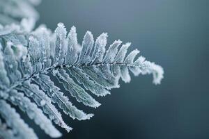 Nature of Intricate Patterns on Frost Covered Fern Leaf Background photo
