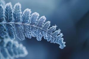 Nature of Intricate Patterns on Frost Covered Fern Leaf Background photo