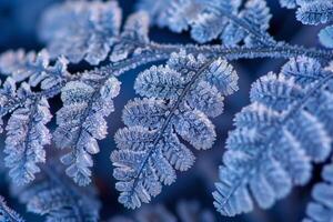 Nature of Intricate Patterns on Frost Covered Fern Leaf Background photo
