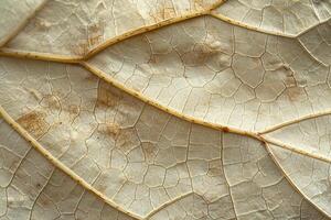 Nature of the Intricate Vein Patterns on Large Sycamore Leaf Background photo