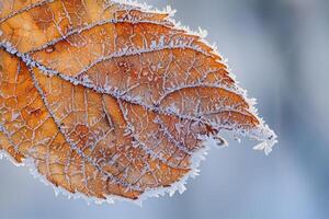 Nature of Intricate Patterns of Frost on Birch Tree Leaf Background photo