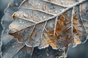 Nature of Intricate Patterns of Frost on Birch Tree Leaf Background photo